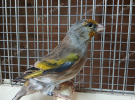 Goldfinch hybrid for sale