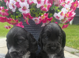 Stunning show cocker spaniels