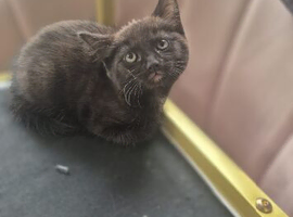 Beautiful kittens for sale