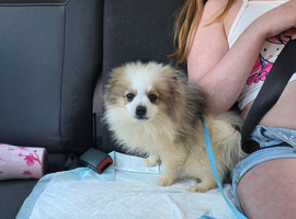 Male Pomeranian