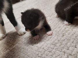 3 week old kitten for sale but not ready for another few weeks