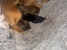 Yorkie Biewer chihuahua mix (chiyorkie)