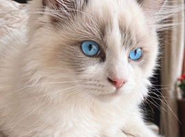 Ragdoll female