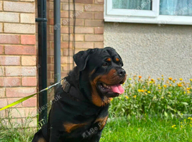 Rottweiler female