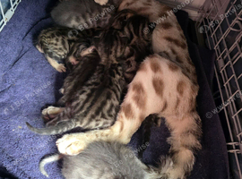Bengal kittens