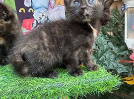 CALICO FEMALE KITTENS TO RESERVE