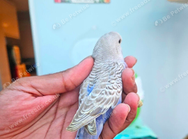 *Rare voilet indigo and purple Baby budgies ready soon
