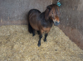 HANDSOME STALLION SHETLAND