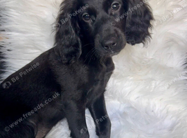 READY NOW! 1 REMAINING STUNNING COCKAPOO PUPPIES