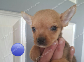 Yorkshire terrier/mix