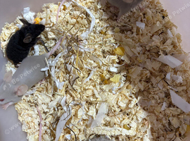 Female mice
