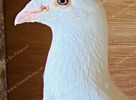 Racer male