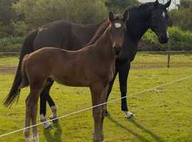 Well bred colt foal
