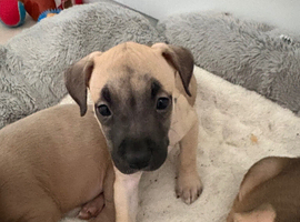 Puppies for sale &pound;300 2 girls and 1 boy left