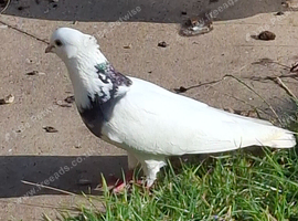 Irani pigeon