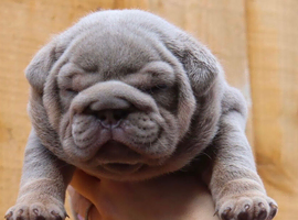 English bulldog puppies