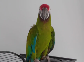 Macaw parrot