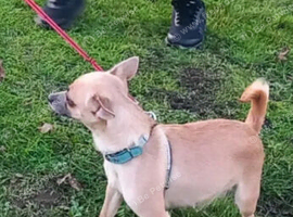 2year-Old Dog Looking for a Loving Home.