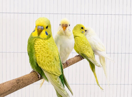 Baby Budgies