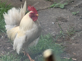 Free Chickens