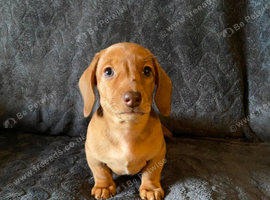 Dachounds