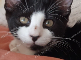 Lovely bengal x kitten for sale.