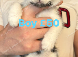 Kittens