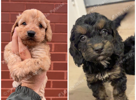 REDUCED Last 2 cockapoo puppies