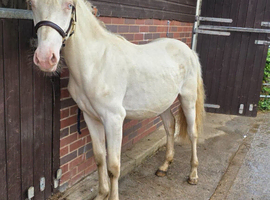 Well handled Connemara gelding