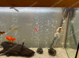 Fancy goldfish