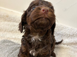 F1 cockapoo puppys