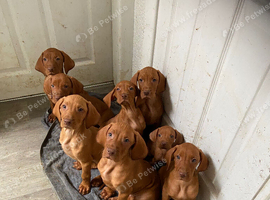 Hungarian vizsla
