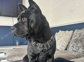 1.5 year old staffy X Chow chow girl for rehoming