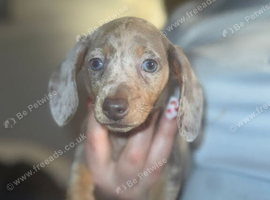 Gorgeous Miniature Dachshund Puppies &ndash; 2 Boys, 2 Girls