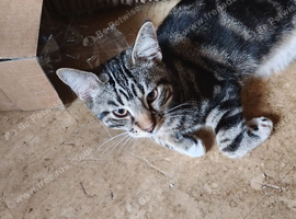 3 kittens looking for new homes.