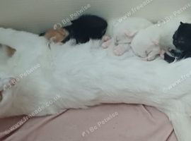 Beautiful kittens