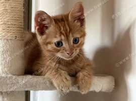 Ginger kitten female (open to offers about price)