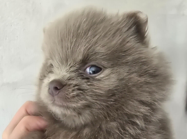 Rare lilac pomeranian puppys for sale