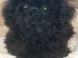 yorkiepoo puppy 1 boy left