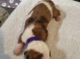 Minature Dachshunds (Short -haired)