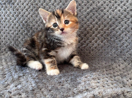 Kittens looking for new homes