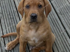Beautiful fox red labradors