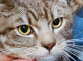 Cat &pound;30