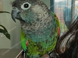 Green-cheek turquoise + Pineapple