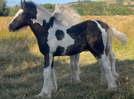 Black Pearl Tobiano Colt