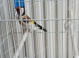 Siberian goldfinch cock