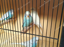 Baby budgies
