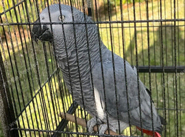 Breeding male African grey