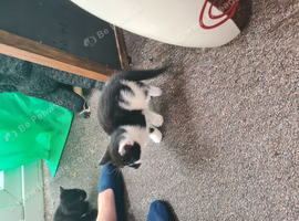 Beautiful shorthair kittens for sale