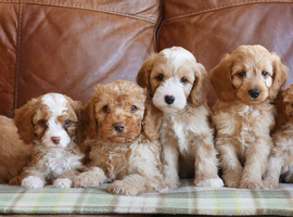 Quality Health Tested F1b Miniature Cavapoo Puppies